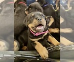 Puppy 2 Rottweiler