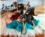 Small #1 Chihuahua