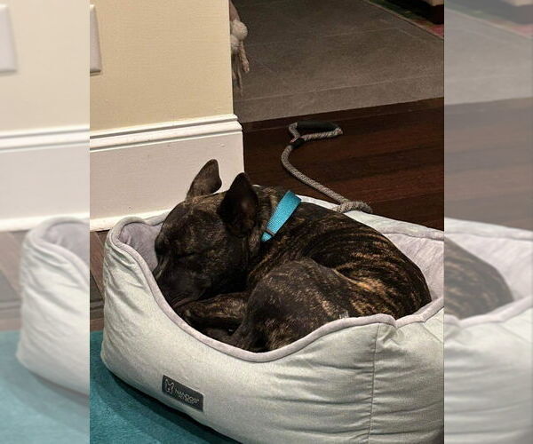 Medium Photo #5 American Boston Bull Terrier Puppy For Sale in Ball Ground, GA, USA