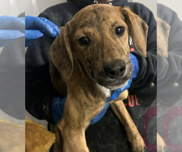 Medium Photo #4 Mutt Puppy For Sale in Evansville, IN, USA