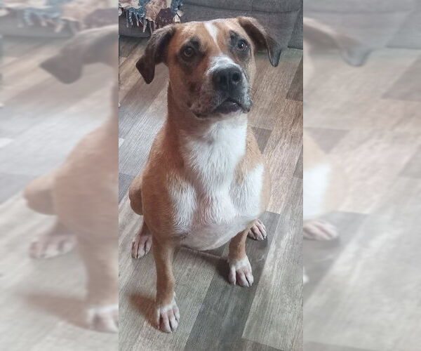 Medium Photo #2 Catahoula Leopard Dog-Unknown Mix Puppy For Sale in Fort Wayne, IN, USA