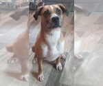 Small #1 Catahoula Leopard Dog Mix