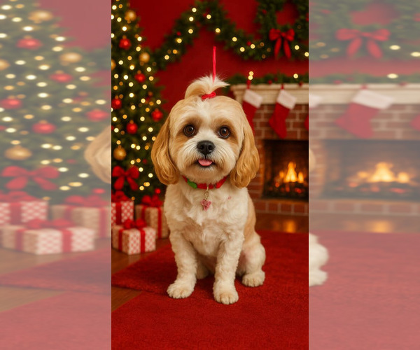 Medium Photo #1 Shih Tzu Puppy For Sale in LANCASTER, CA, USA