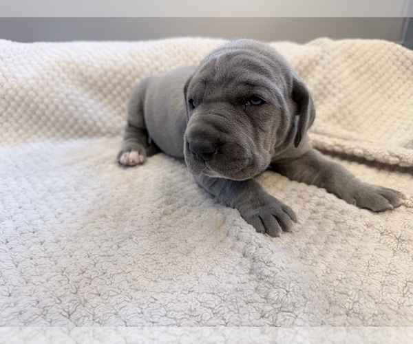 Medium Photo #3 Great Dane Puppy For Sale in OLATHE, CO, USA