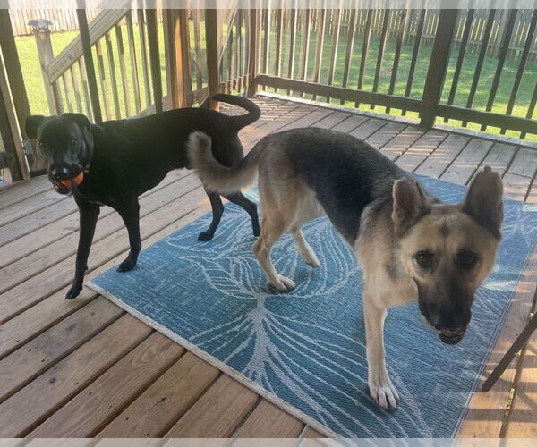 Medium Photo #6 German Shepherd Dog Puppy For Sale in New Hill, NC, USA