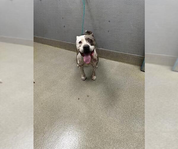 Medium Photo #1 Mutt Puppy For Sale in Las Vegas, NV, USA