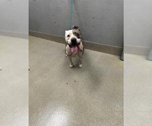 Mutt Dogs for adoption in Las Vegas, NV, USA