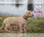 Small #3 Chiweenie