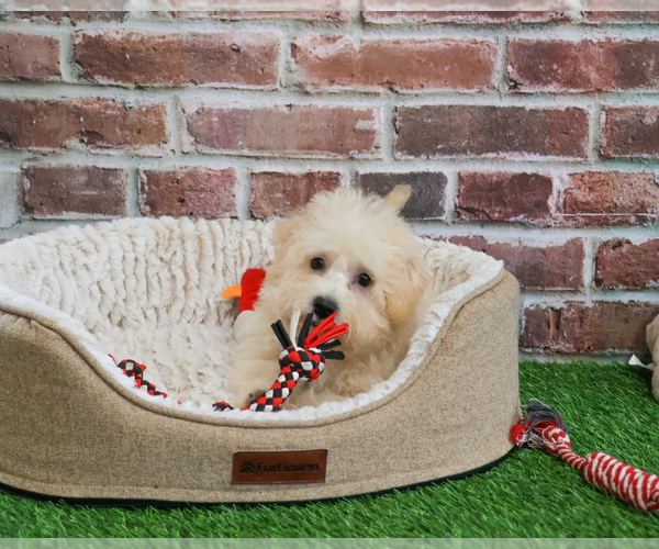 Medium Photo #16 Poodle (Toy)-West Highland White Terrier Mix Puppy For Sale in SYRACUSE, IN, USA