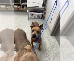 American Pit Bull Terrier-Unknown Mix Dogs for adoption in Pasadena, TX, USA