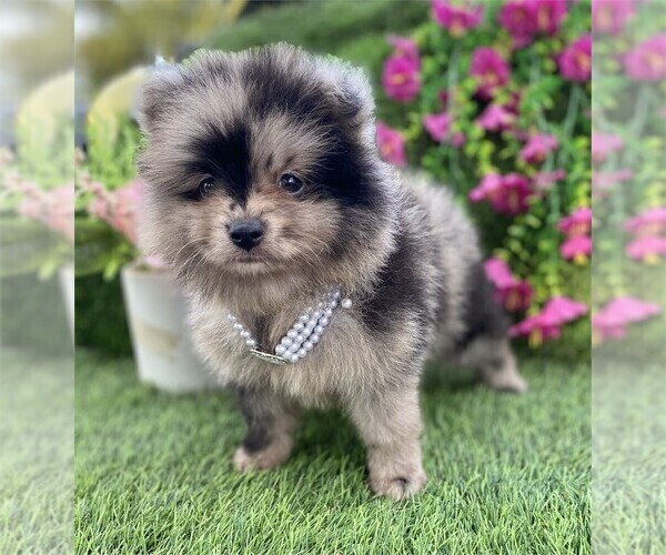 Medium Photo #12 Pomeranian Puppy For Sale in DELRAY BEACH, FL, USA