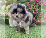Small #11 Pomeranian
