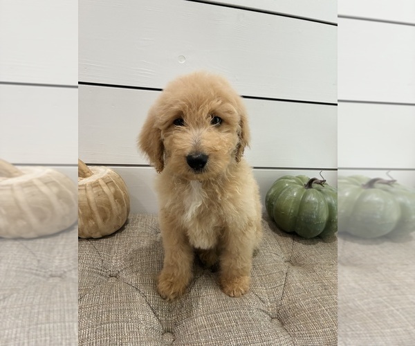 Medium Photo #3 Goldendoodle mix (+ Poodle Standard) Puppy For Sale in FALKNER, MS, USA