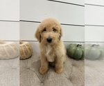 Litter of 4 - Male(s) and Female(s) Goldendoodle mix (+ Poodle Standard)Litter of Puppies for Sale - Photo #3