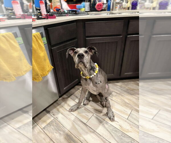 Medium Photo #5 Great Dane Puppy For Sale in Bullard, TX, USA