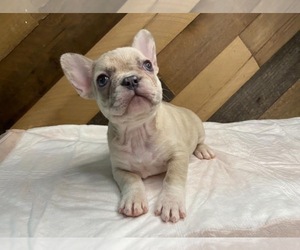 French Bulldog Puppy for sale in ARANSAS PASS, TX, USA