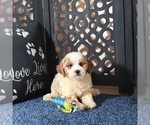 Small #2 Poochon