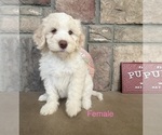 Image preview for Ad Listing. Nickname: Goldie