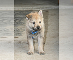 Small Photo #4 Czech Wolfdog-Wolf Hybrid Mix Puppy For Sale in Darova, Timis, Romainia