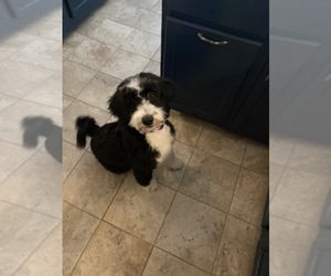 Bernedoodle Puppy for sale in TAYLORS, SC, USA