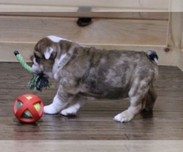 Medium Photo #5 English Bulldog Puppy For Sale in MARSHFIELD, MO, USA