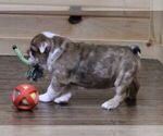 Small #4 English Bulldog