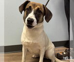 Hart - Female Labrador Retriever-Unknown Mix Dog for Adoption - Small photo