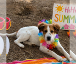 Small #1 Labrador Retriever