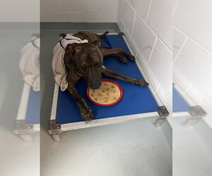 Mutt Dogs for adoption in St. Cloud, FL, USA