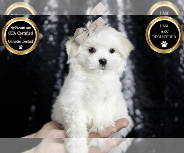 Medium Photo #7 Maltese Puppy For Sale in WARSAW, IN, USA