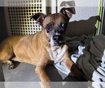Small Photo #2 Boxer-Unknown Mix Puppy For Sale in Rowlett, TX, USA