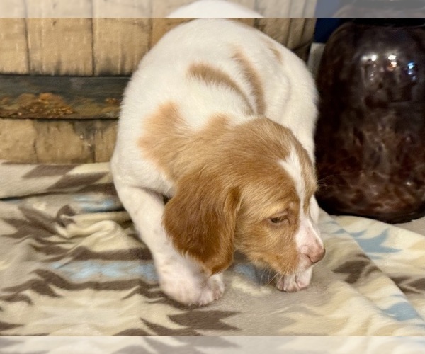 Medium Photo #2 Brittany Puppy For Sale in ORRUM, NC, USA