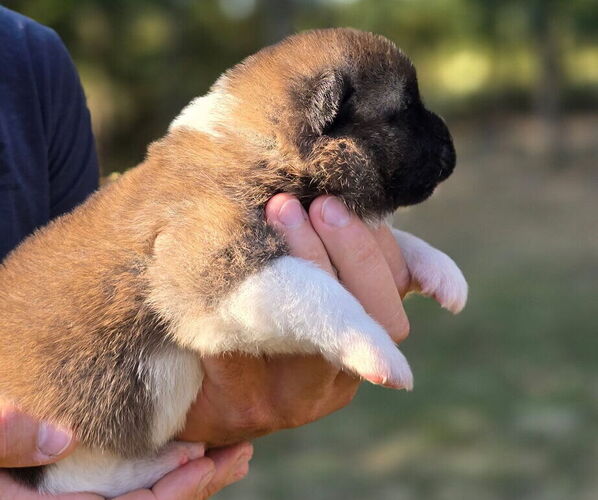 Medium Photo #2 Akita Puppy For Sale in STRAFFORD, MO, USA