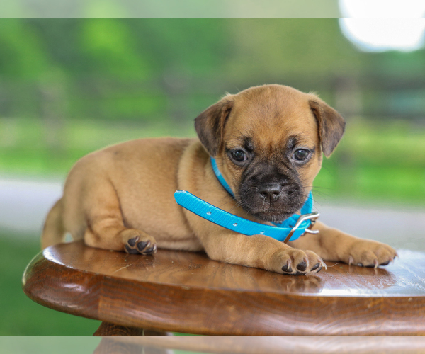 Medium Photo #2 Jug Puppy For Sale in LIBERTY, KY, USA