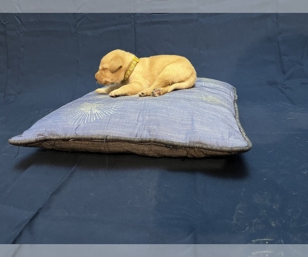 Medium Photo #19 Labrador Retriever Puppy For Sale in BARTLETT, IL, USA