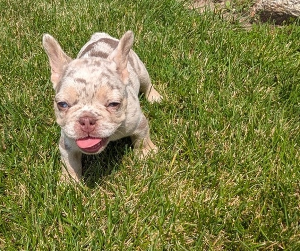 Medium Photo #32 French Bulldog Puppy For Sale in GOSHEN, IN, USA
