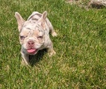 Small Photo #32 French Bulldog Puppy For Sale in GOSHEN, IN, USA