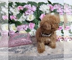 Small Photo #38 Poodle (Toy) Puppy For Sale in HAYWARD, CA, USA