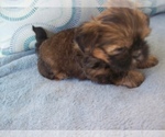 Puppy Puppy 4 Shih Tzu