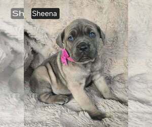 Cane Corso Puppy for sale in MINERAL WELLS, WV, USA