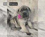 Image preview for Ad Listing. Nickname: Sheena