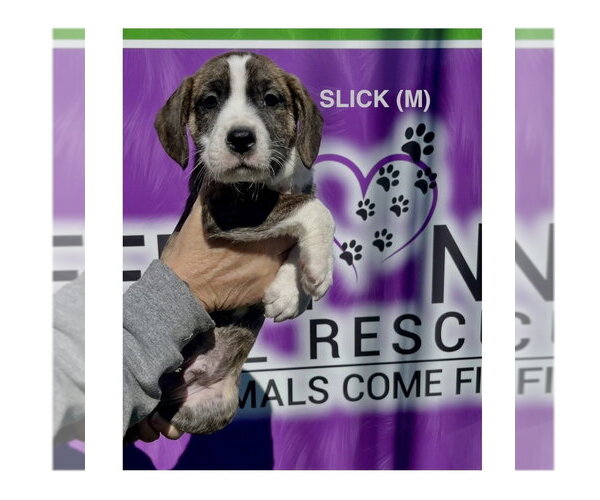 Medium Photo #2 Boxer-Unknown Mix Puppy For Sale in Mooresville, NC, USA