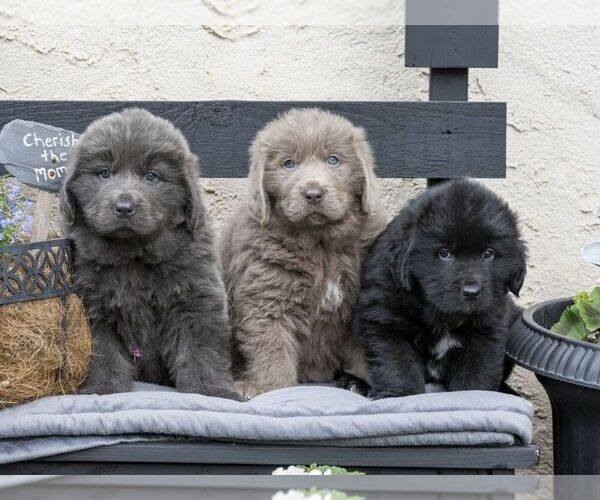 Medium Photo #2 Newfoundland Puppy For Sale in KINZERS, PA, USA