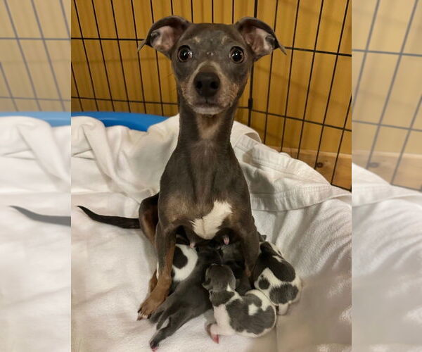 Medium Photo #3 Dachshund-Unknown Mix Puppy For Sale in Ellijay, GA, USA