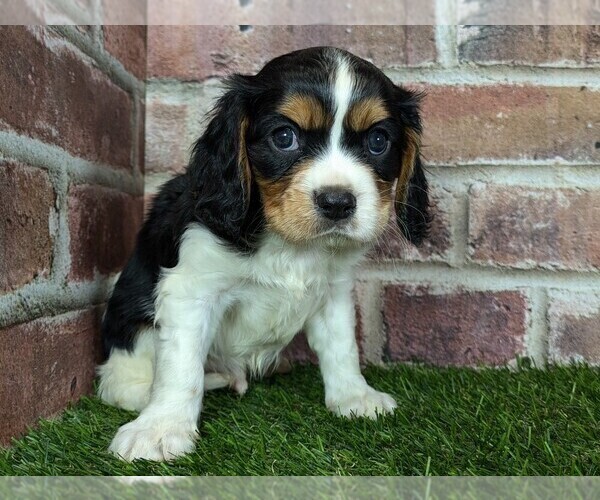 Medium Photo #1 Cavalier King Charles Spaniel Puppy For Sale in MOBERLY, MO, USA