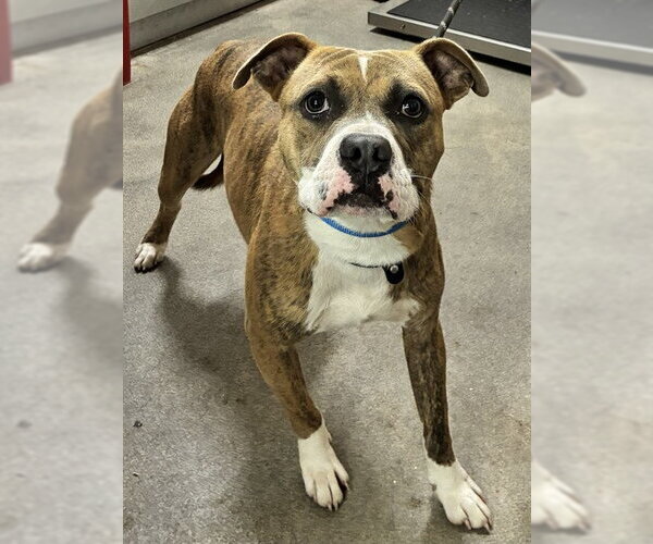 Medium Photo #1 Bullboxer Pit Puppy For Sale in Forestville, MD, USA