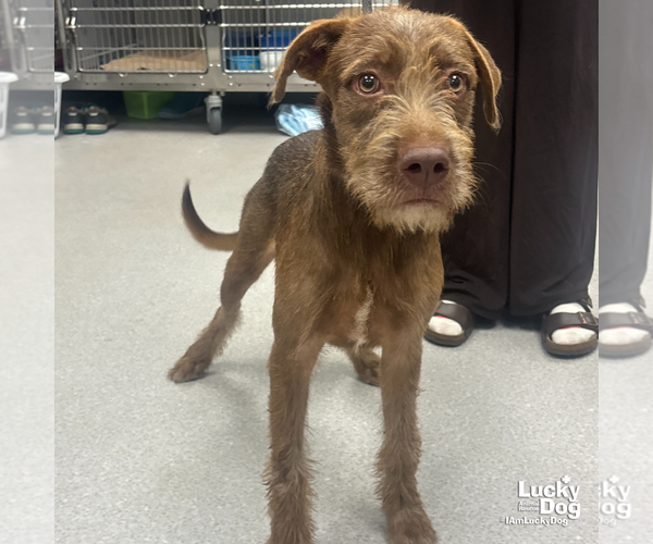 Medium Photo #2 Irish Wolfhound-Unknown Mix Puppy For Sale in Washington, DC, USA