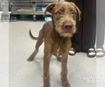 Small #1 Irish Wolfhound Mix