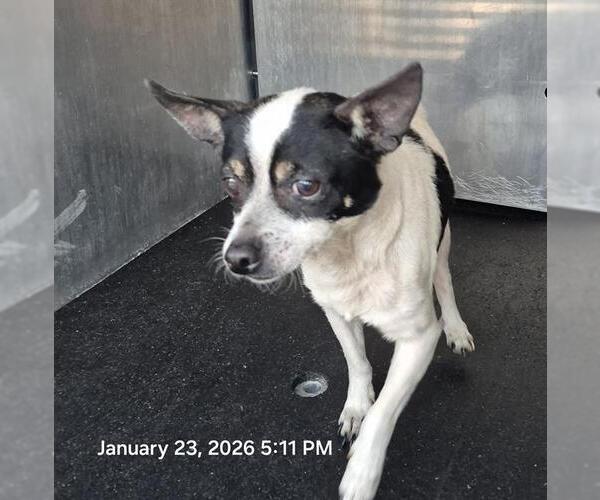 Medium Photo #1 Chihuahua-Unknown Mix Puppy For Sale in San Antonio, TX, USA