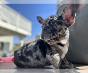French Bulldog Puppy for Sale in HIGHLAND, California USA